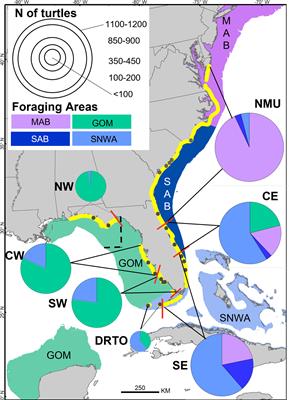 Monitoring population-level foraging distribution of a marine migratory species from land: strengths and weaknesses of the isotopic approach on the Northwest Atlantic loggerhead turtle aggregation
